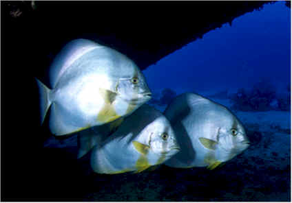 wpe1.jpg (11884 byte)