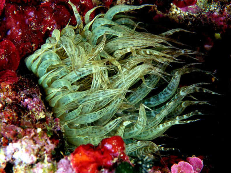 Anemone bruno.JPG (155348 byte)