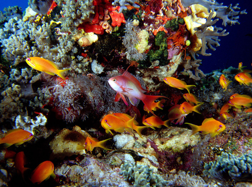 Castagnole copia Dec 2000.jpg (381372 byte)